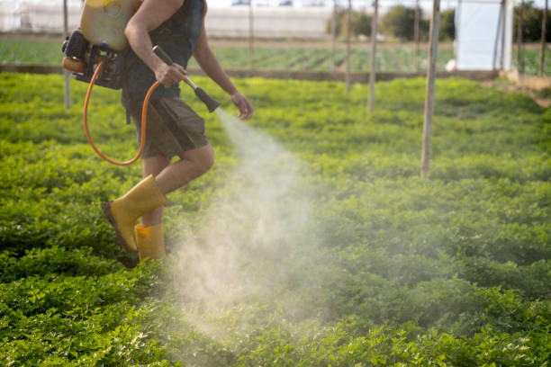 Flea Control Services in Bethel Island, CA