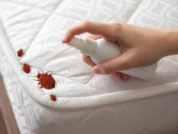 Professional Pest Control in Bethel Island, CA