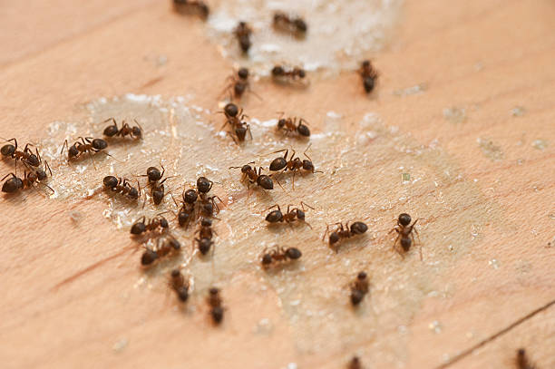 Best Pest Control Near Me in Bethel Island, CA